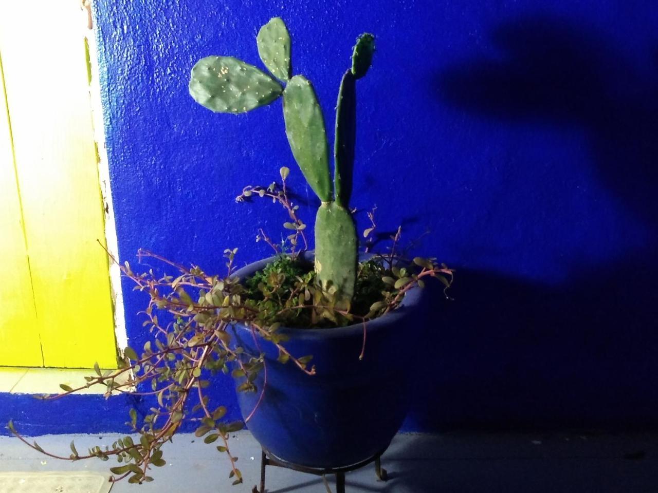סאיוליטה Lola Atlachinolli מראה חיצוני תמונה